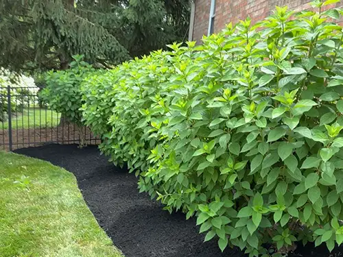 Mulching, Cincinnati, OH